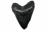 Fossil Megalodon Tooth - South Carolina #299443-1